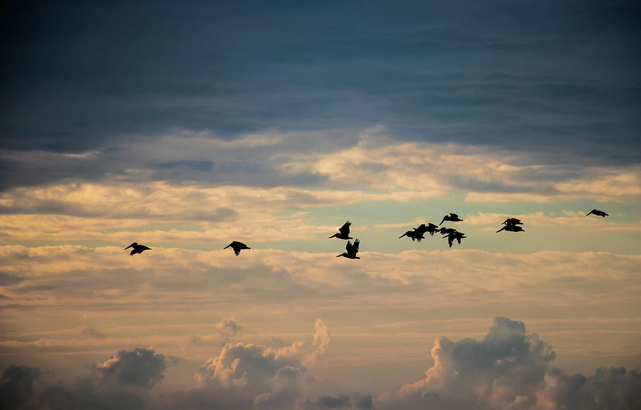Pelicans And Clouds Photograph by Jordan Hill