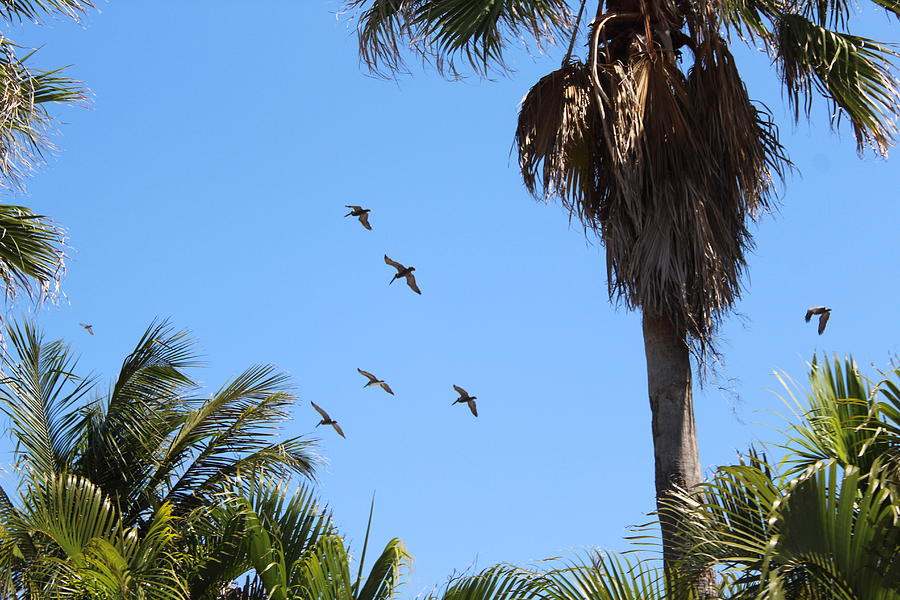 Pelicans and Palm Trees Welcome You To Florida Photograph by M E