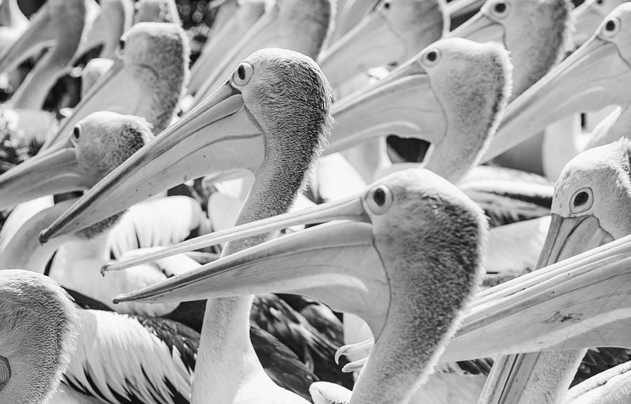 Bird Photograph - Pelicans by Andi Halil