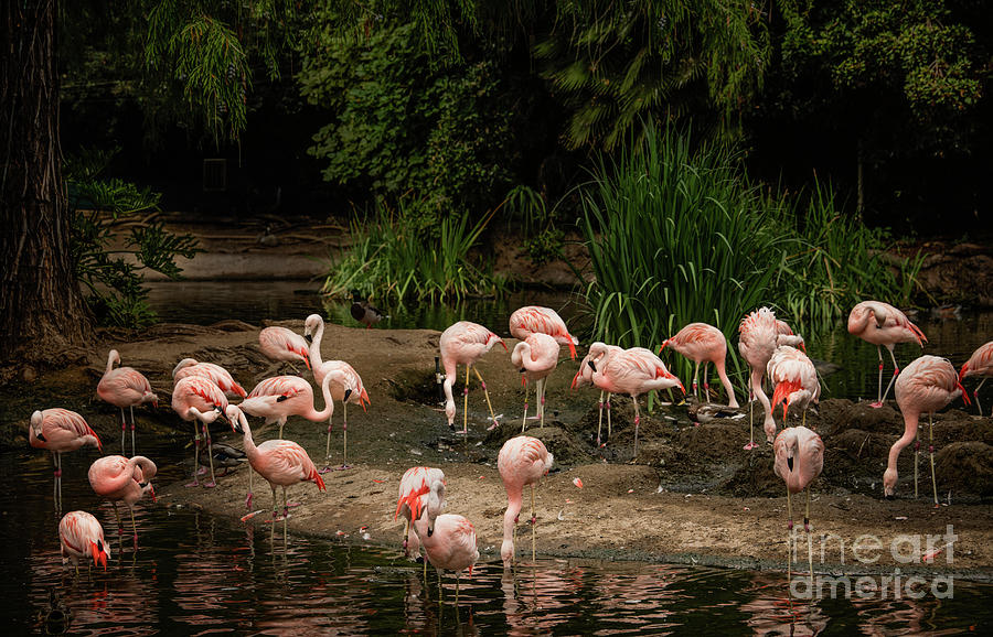 Pelicans Anyone? Photograph by Julian Starks