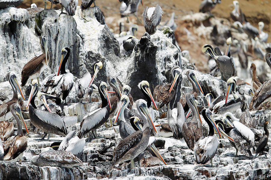 Nature Photograph - Pelicans Are Seen at the Isla De Asia by Enrique Castro-Mendivil