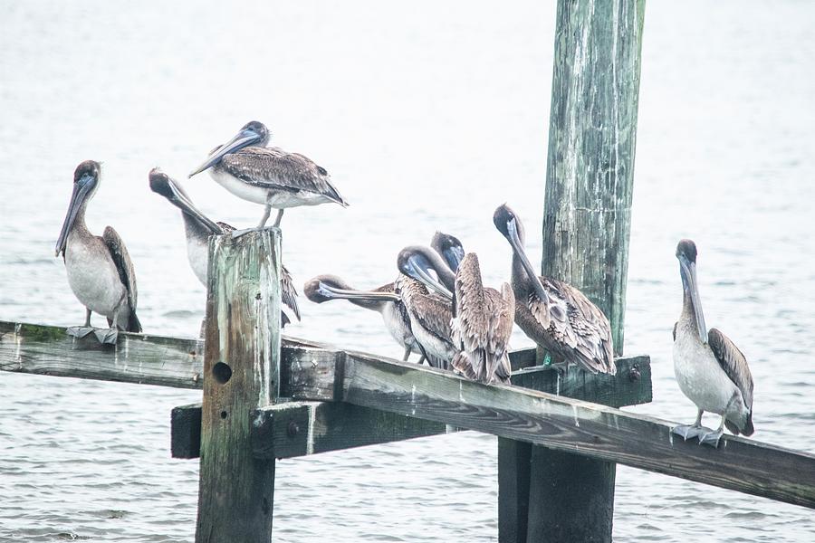 Pelicans at Fernandina Beach Photograph by Mary Ann Artz