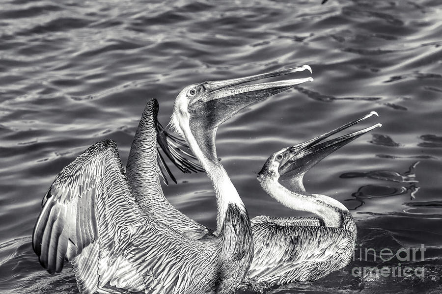  Pelicans - Black And White Photograph by Stefano Senise