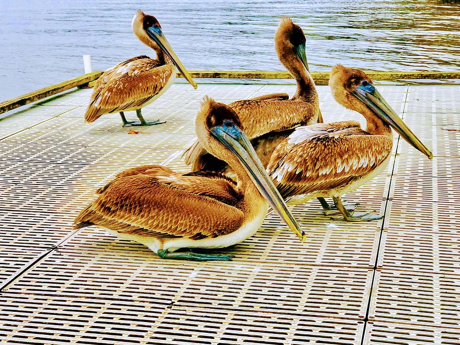 Pelican Photograph - Pelicans  by Carmen Clark