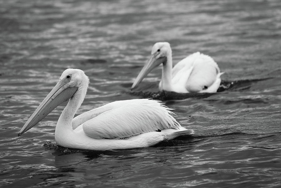 Pelicans - Duck Pond, Plainview, Texas Photograph by Richard Porter
