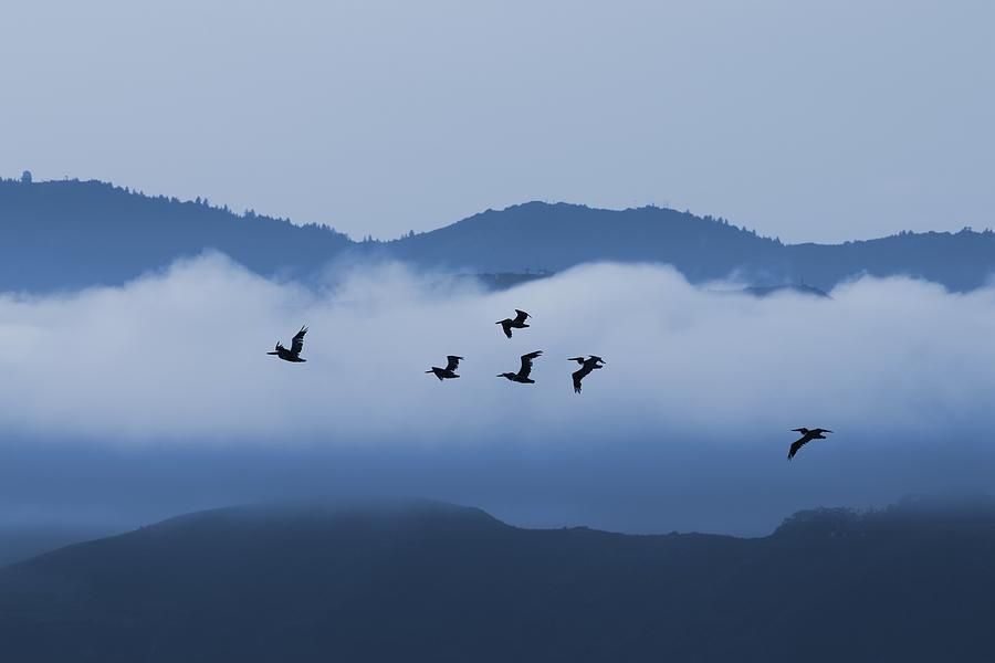Pelicans Flying Misty Blue Photograph