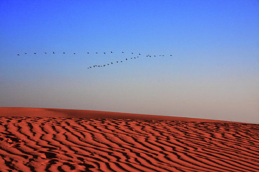 Pelicans Flying Over Sand Dunes Photograph by Hsr