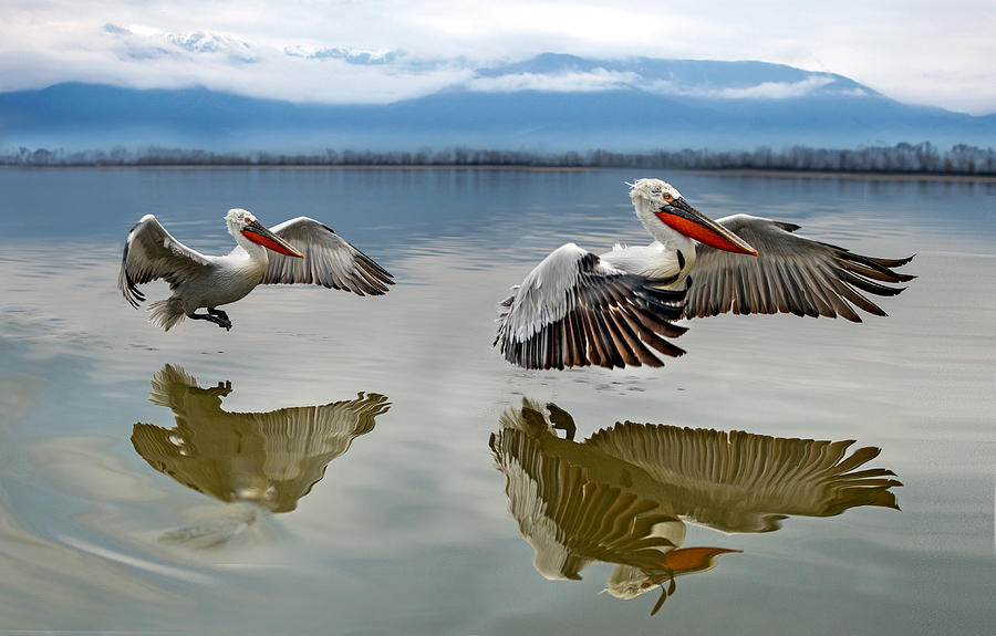 Pelicans Flying Photograph by Xavier Ortega