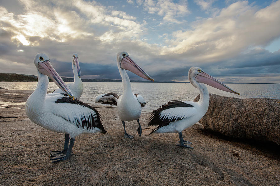Pelicans Gather Photograph by Ann Clarke Images