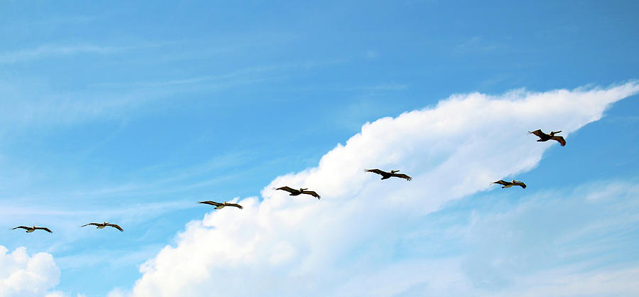 Pelicans Gliding At The Coast Photograph by Cynthia Guinn