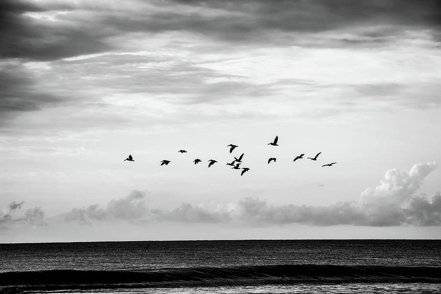 Pelicans In Flight Black And White Photograph by Jordan Hill