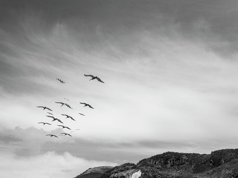 Pelicans in Flight II BW Photograph by David Gordon