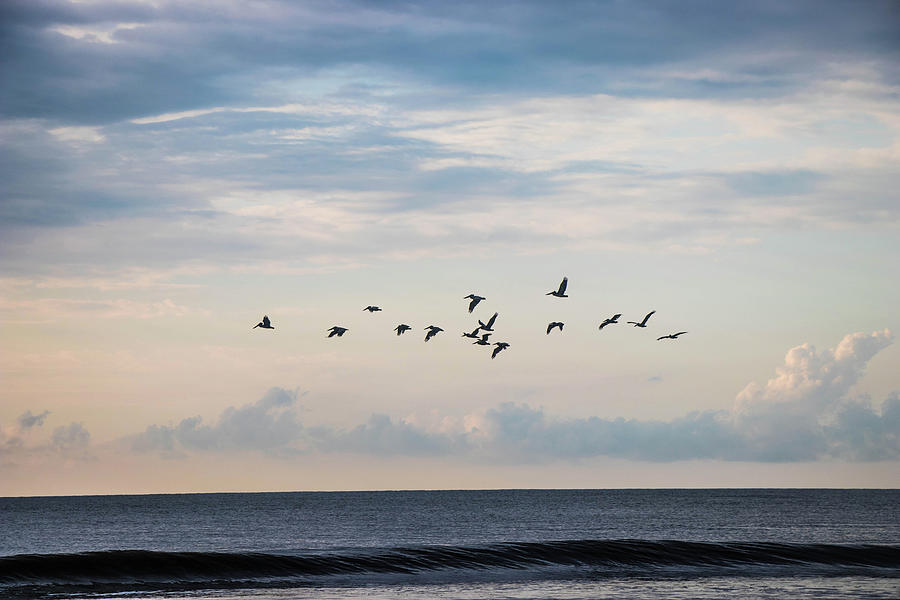 Pelicans In Flight  Photograph by Jordan Hill