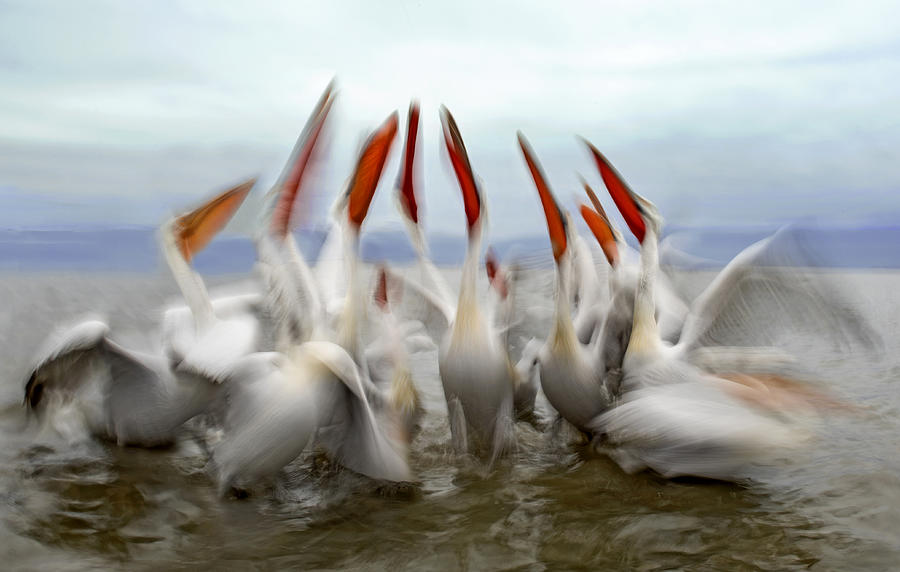 Bird Photograph - Pelicans In Slow Motion by Xavier Ortega