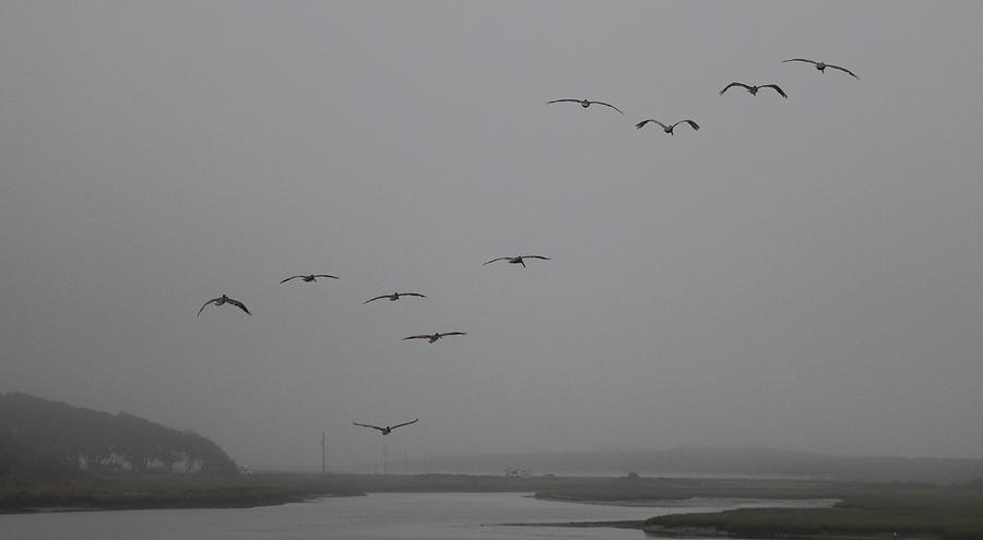 Pelicans in the Fog  Photograph by Christy Pooschke