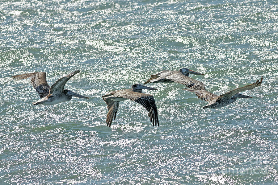 Pelicans in the Sunshine Photograph by Natural Focal Point Photography