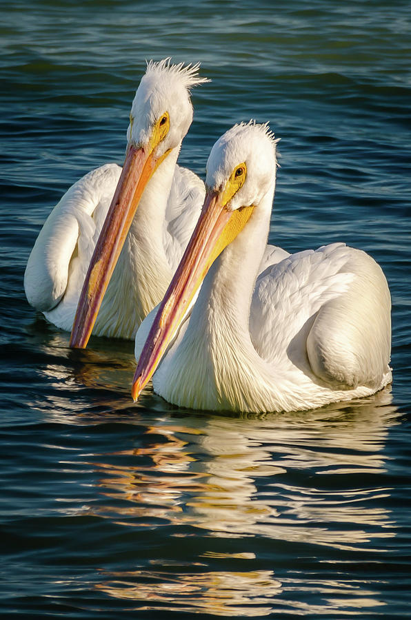 Pelicans Photograph by Lloyd Gillies Pelicans Photograph by Lloyd Gillies