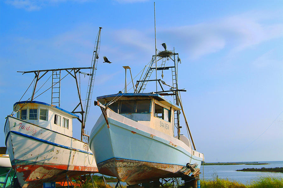 Pelicans Photograph - Pelicans Nesting on Shrimp Boat by Edward Swearingen Pelicans Photograph - Pelicans Nesting on Shrimp Boat by Edward Swearingen