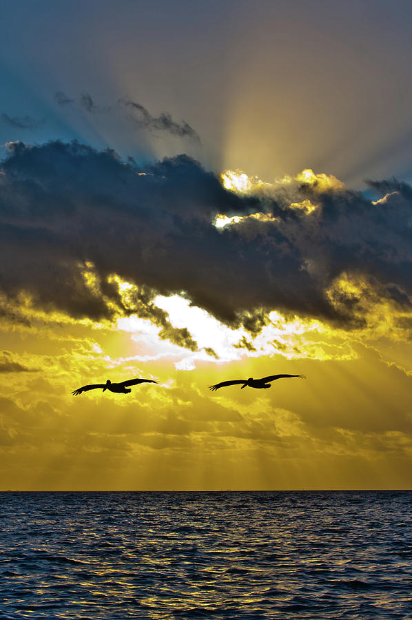 Pelicans on the Bay Photograph by Edgar Estrada