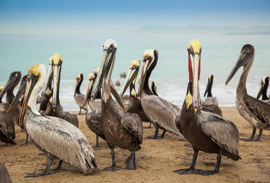 Pelicans On The Beach Photograph by Debra Brash / Design Pics