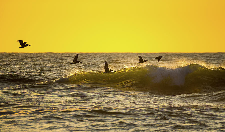Pelicans on the Crest of a Wave Photograph by Gary Kochel