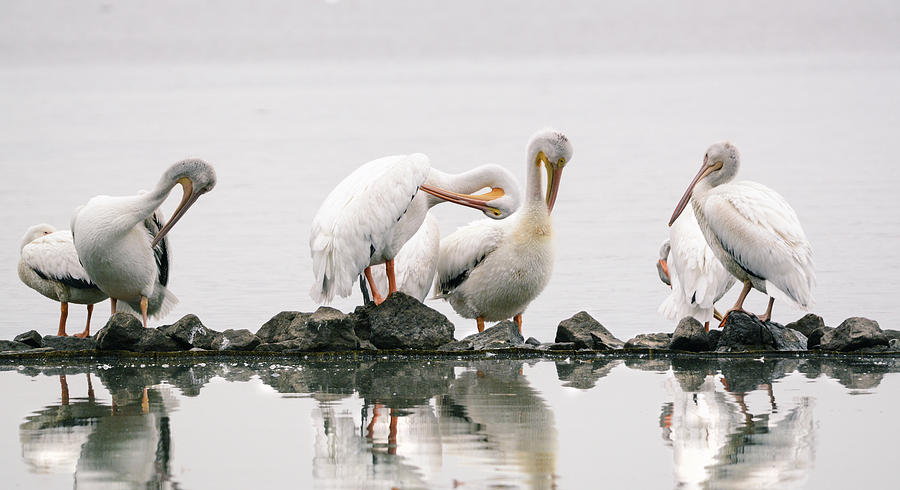 Pelicans on the Rocks  Photograph by Mary Lynn Giacomini