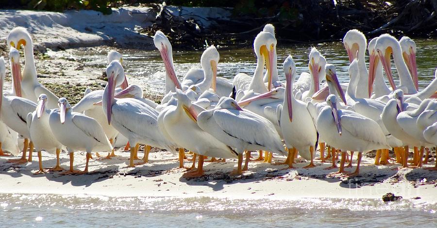 American White Pelicans On The Sandbar Photograph