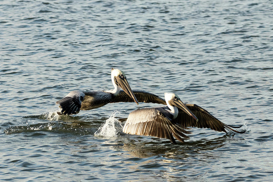 Pelican Photograph - Brown Pelicans on the take off by Darrell Gregg