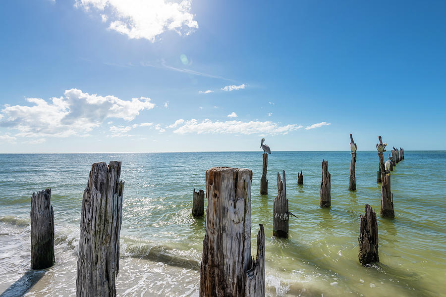 Pelicans On Weathered Wooden Posts In The Gulf Of Mexico, Fort Myers Beach, Florida, Usa Photograph by Helge Bias