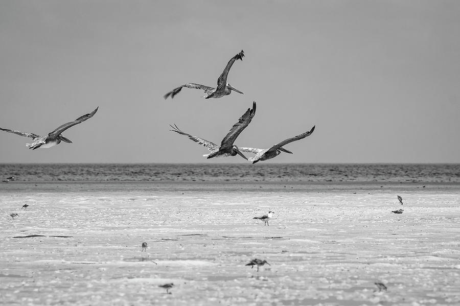 Pelicans Over Anclote Photograph by Robert Wilder Jr