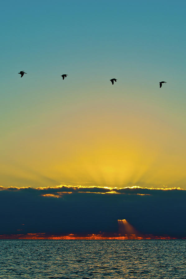 Pelicans over Biscayne Bay Photograph by Edgar Estrada
