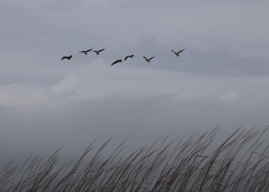 Pelicans Over Tall Grass 3 Photograph