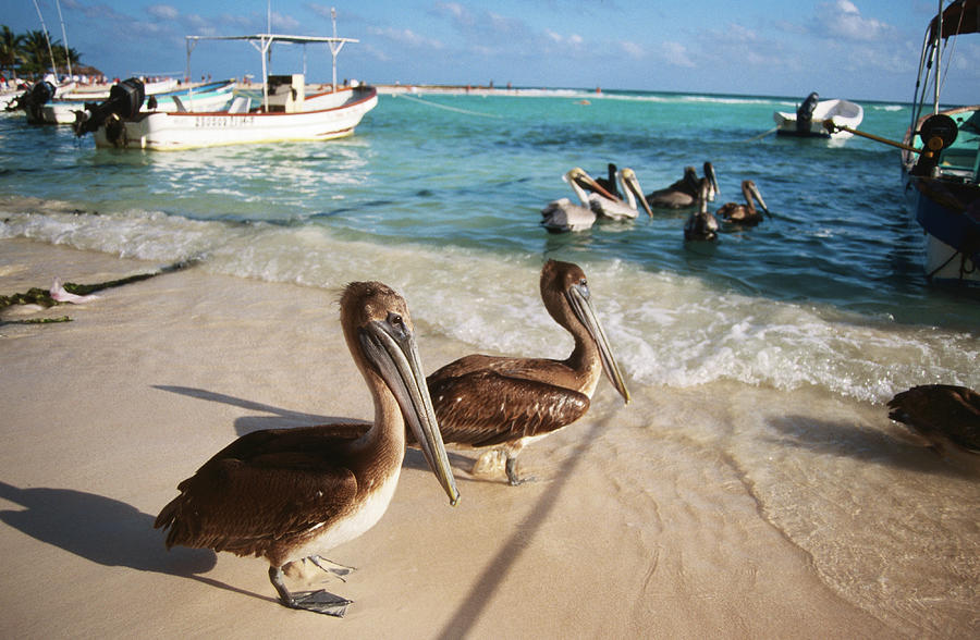 Pelicans, Playa Del Carmen Photograph by Mark Newman