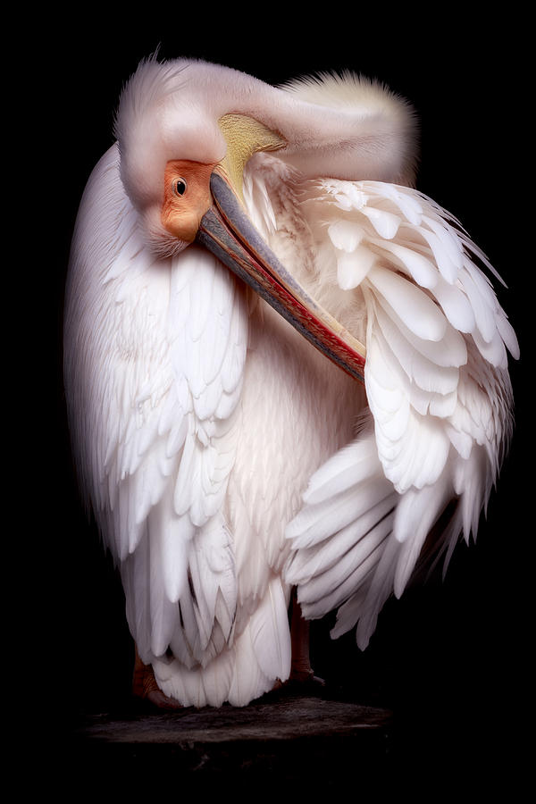Pelicans Portrait Photograph by Eiji Itoyama