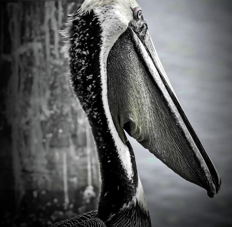 Pelicans Throat Pouch Photograph by Debra Kewley