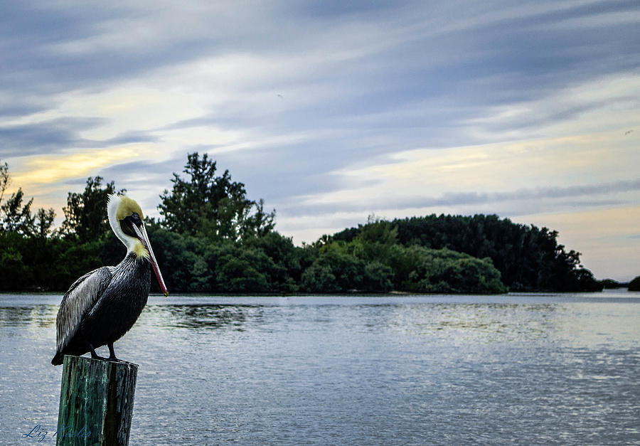 Pelican's View by Liz Keeler Pelican's View by Liz Keeler