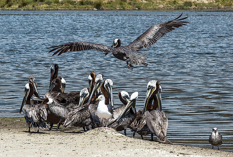 Pelicans with Seagull Friends at Malibu Lagoon Photograph by Roslyn Wilkins