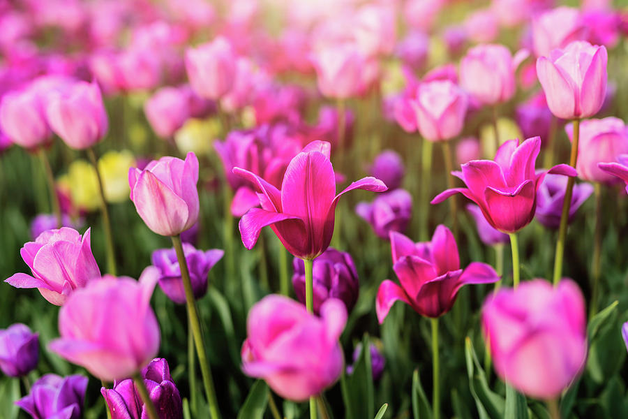 Pella Tulips Photograph by Garrick Besterwitch - Fine Art America