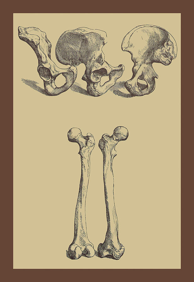 Pelvic Bones Painting by Andreas Vesalius