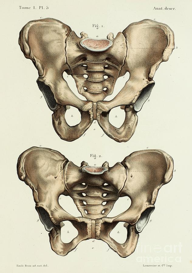 Pelvis Anatomy Photograph By Science Photo Library Pixels 0332