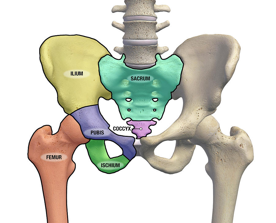 Pelvis And Hip Bones With Major Photograph by Hank Grebe - Fine Art America