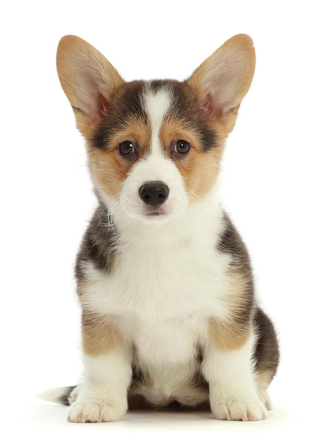 Pembrokeshire Corgi Puppy Photograph by Mark Taylor - Fine Art America