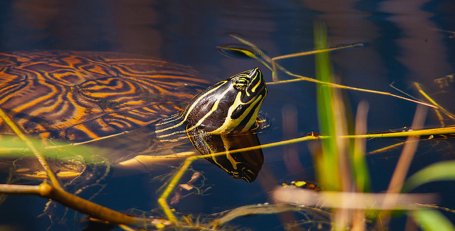 Peninsula Cooter Photograph by Gene Bollig