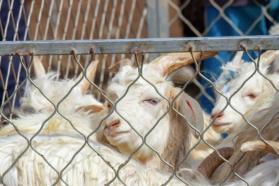 Pen of goats at Kashgar Sunday Livestock Market, China Photograph by Karen Foley