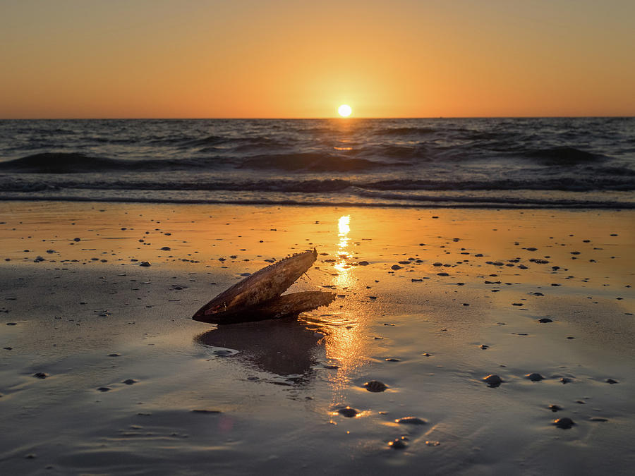 Lonely Pen Shell at Sunset Photograph by David Choate
