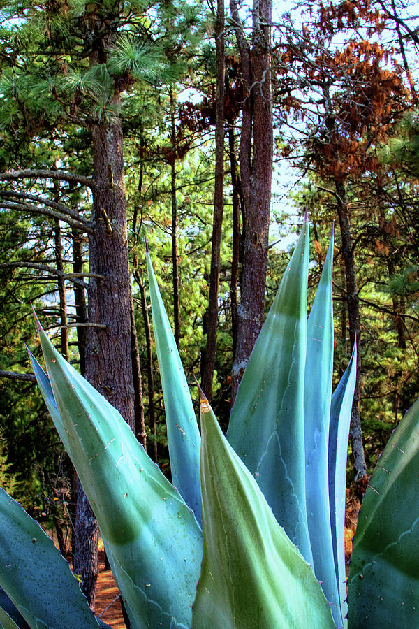 Penca de Maguey - Xela Guatemala Photograph by Totto Ponce - Pixels