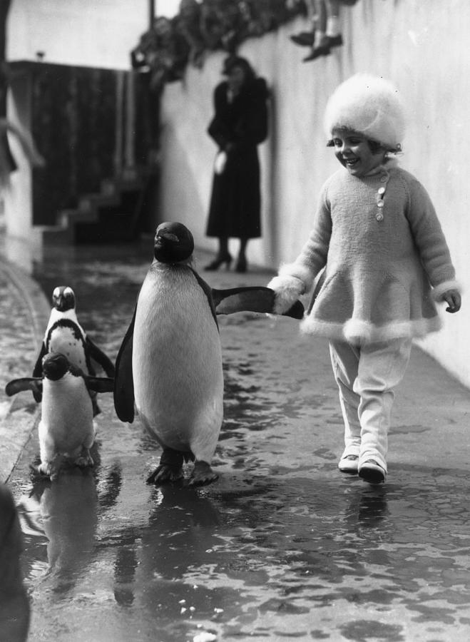 Penguin And Friend Photograph by Fox Photos