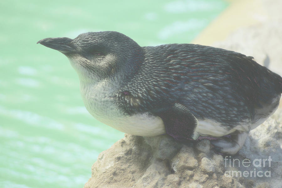 Penguin Photograph - Penguin by Cassandra Buckley
