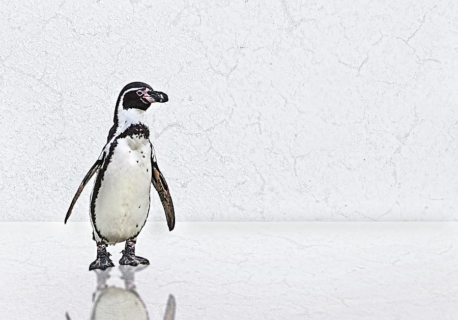 Penguin Photograph by Claus Christensen