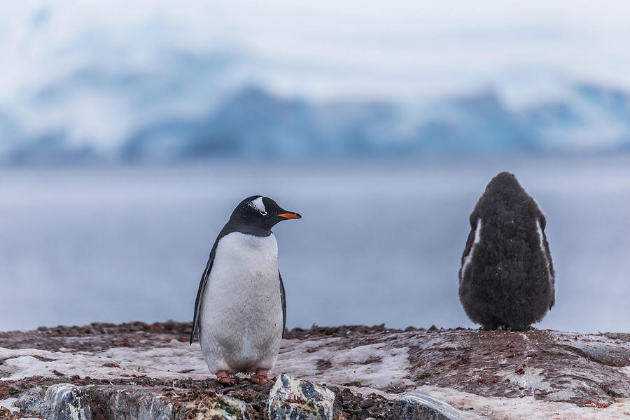 Penguin cold shoulder Photograph by Lauri Novak